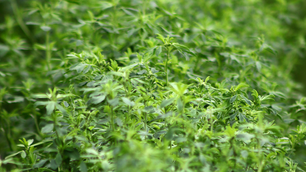 NEXGROW 6441HVXR